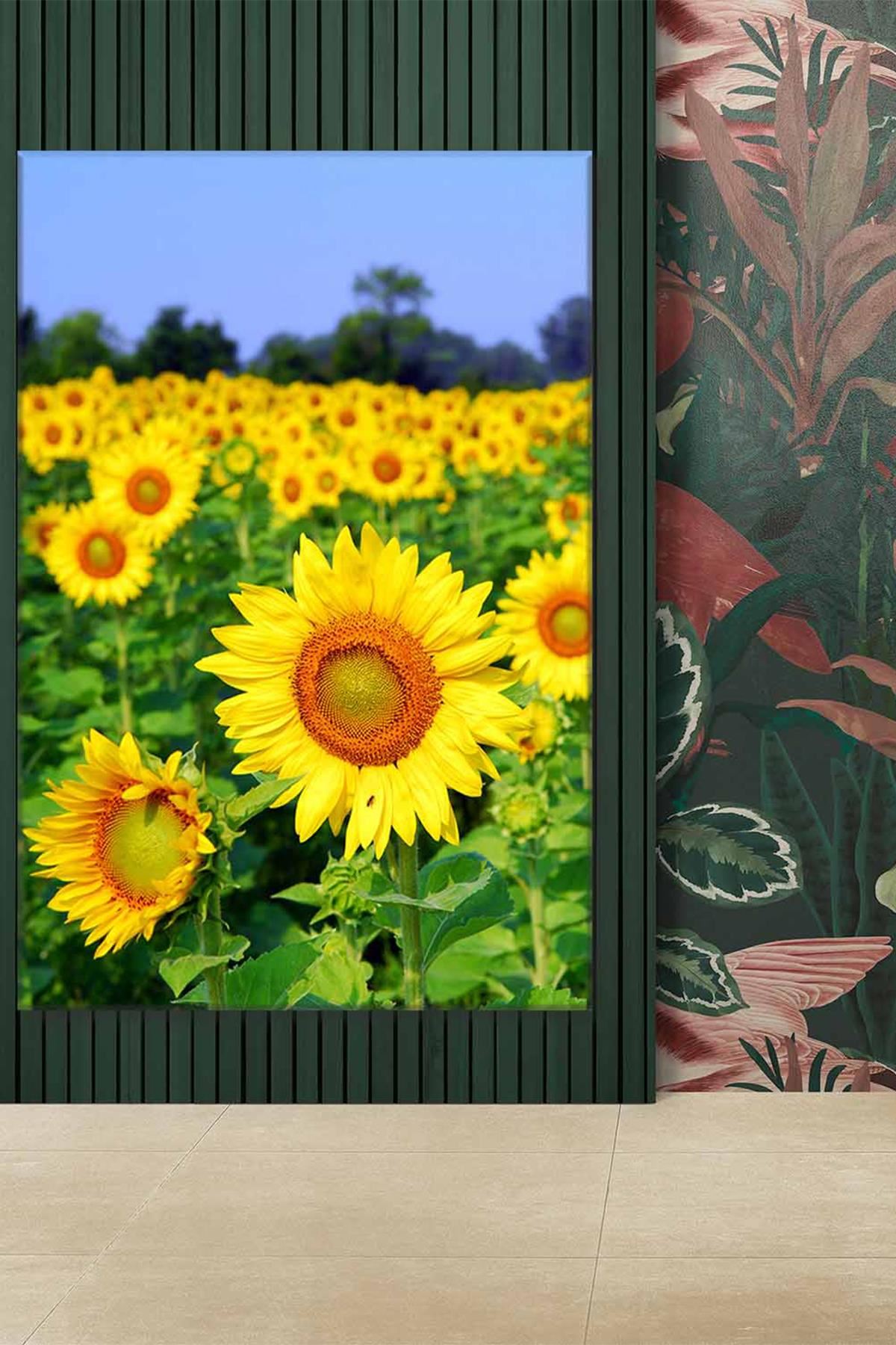 Güneşe Bakan Günebakan Çiçekleri Art Kanvas Tablo 2221820