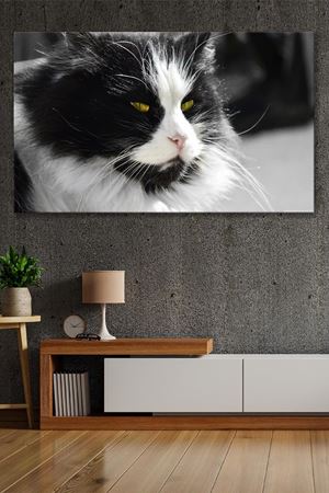 Siyah Beyaz Kedi Kanvas Duvar Tablo 4452438