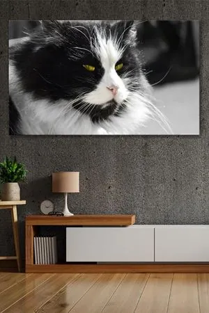 Siyah Beyaz Kedi Kanvas Duvar Tablo 4452438