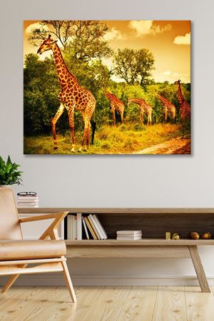 Afrikada Gezen Zürafalar Kanvas Duvar Tablo 4452264
