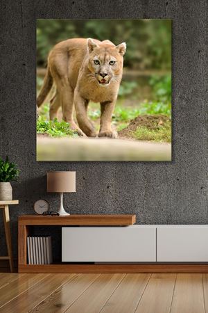 Avına Yaklaşan Puma Kanvas Duvar Tablo 4452260