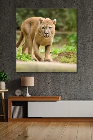Avına Yaklaşan Puma Kanvas Duvar Tablo 4452260