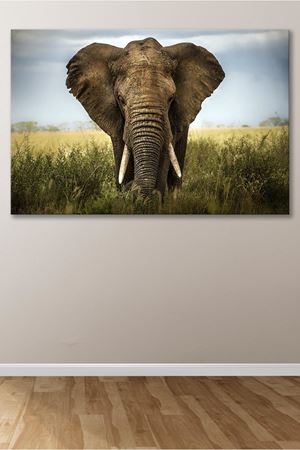 Çimenlerde Gezen Fil Kanvas Duvar Tablo 4452166