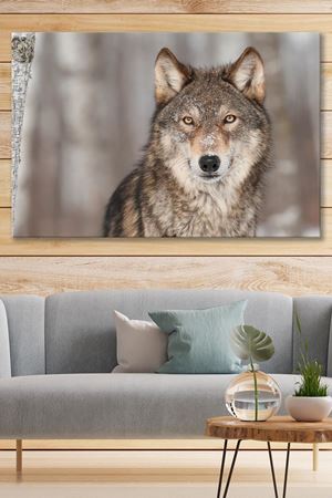 Kameraya Bakan Kurt  Kanvas Duvar Tablo 4452235