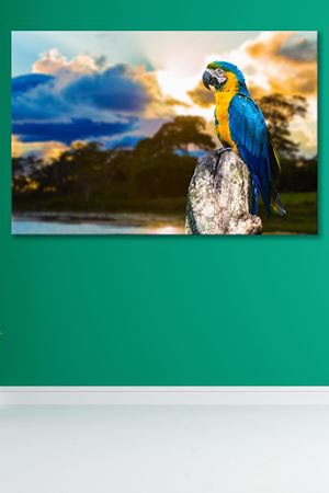 Dalda Duran Papağan Kanvas Duvar Tablo 4452241