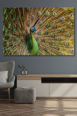 Sarı Tüylü Tavuskuşu Kanvas Duvar Tablo 4452178