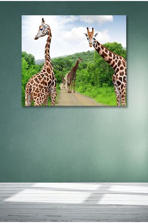 Ormandaki Zürafalar Kanvas Duvar Tablo 4452353