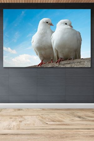 İki Beyaz Güvercin  Kanvas Duvar Tablo 4452434