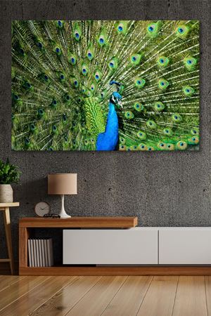 Yeşil Tüylü Tavuskuşu Kanvas Duvar Tablo 4452168