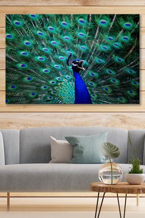 Turkuaz Tüylü Tavuskuşu Kanvas Duvar Tablo 4452189