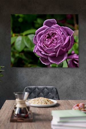 Mor Gül Ve Yeşil Yapraklar Art Kanvas Tablo 2221949