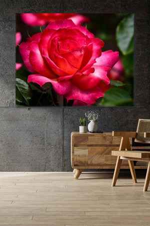 Kırmızıdan Pembeye Dönen Gül Art Kanvas Tablo 2221891