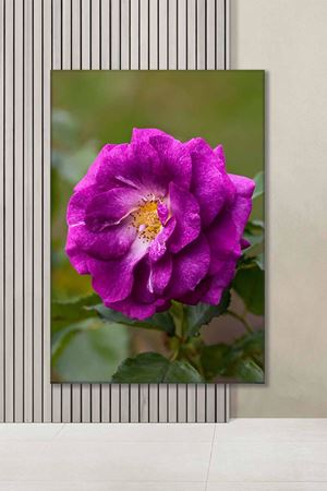 Mor Tek Gül Art Kanvas Tablo 2221941