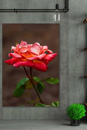 Tek Kırmızı Gül Art Kanvas Tablo 2221882