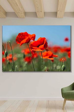 Yeni Açan Lale Çiçeği Art Kanvas Tablo 2221792