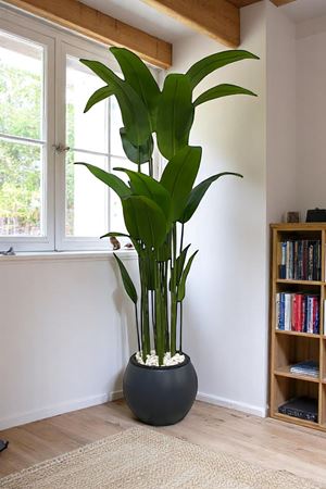 Yapay Ağaç Starliçe Gerçek Doku 180 Cm Küre Saksı Beyaz