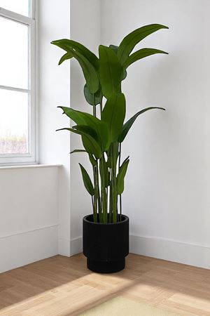 Yapay Ağaç Starliçe Gerçek Doku 180 Cm Yükseklik Siyah Saksı