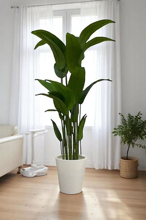 Yapay Ağaç Starliçe Gerçek Doku 180 Cm Yükseklik Beyaz Saksı