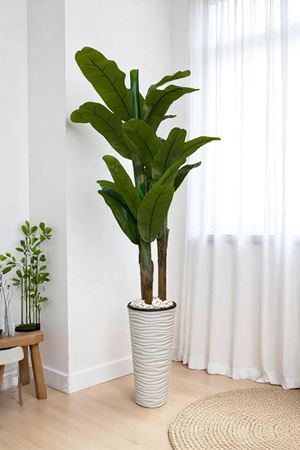 Yapay Ağaç Muz Gerçek Doku 180 Cm Yükseklik Beyaz Saksı