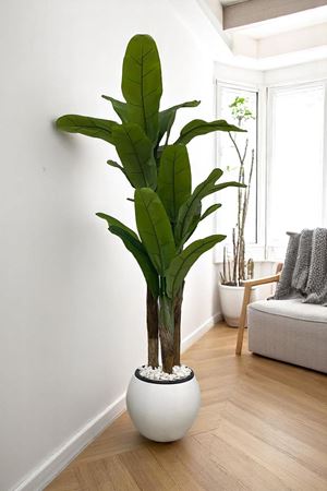 Yapay Ağaç Muz Gerçek Doku 180 Cm Yükseklik Küre Beyaz Saksı