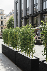 Ahşap Saksılı Dış Mekân Bambu Seperatör Siyah | Doğal Bambu Alan Ayırıcı